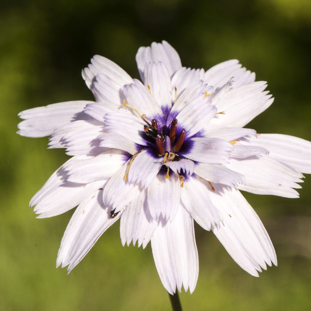 Sinikatana Bicolor (siemenet)