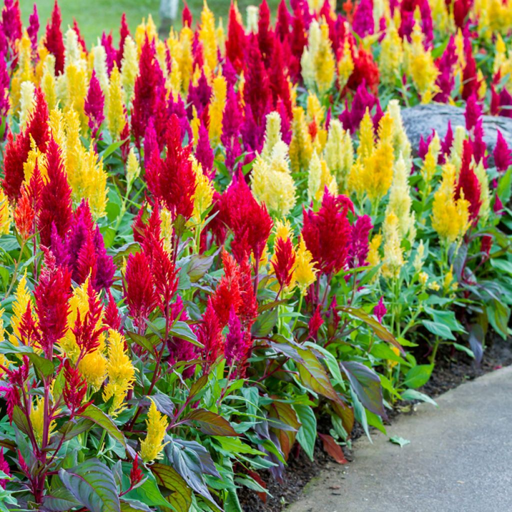 Kukonharja (siemenet) - Celosia argentea var. plumosa