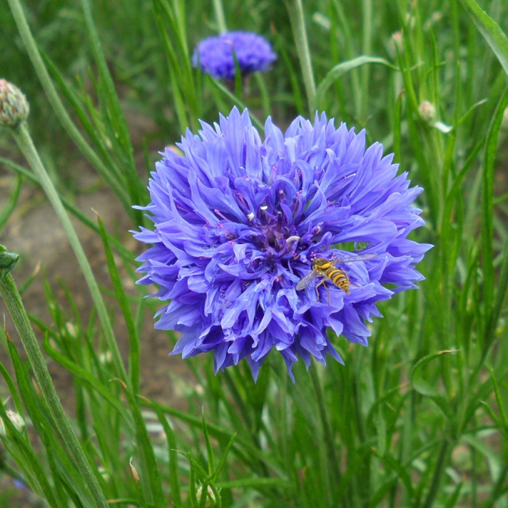 Ruiskaunokki Blue Boy (siemenet)