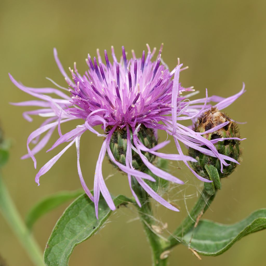 Ahdekaunokki (siemenet) - Centaurea jacea