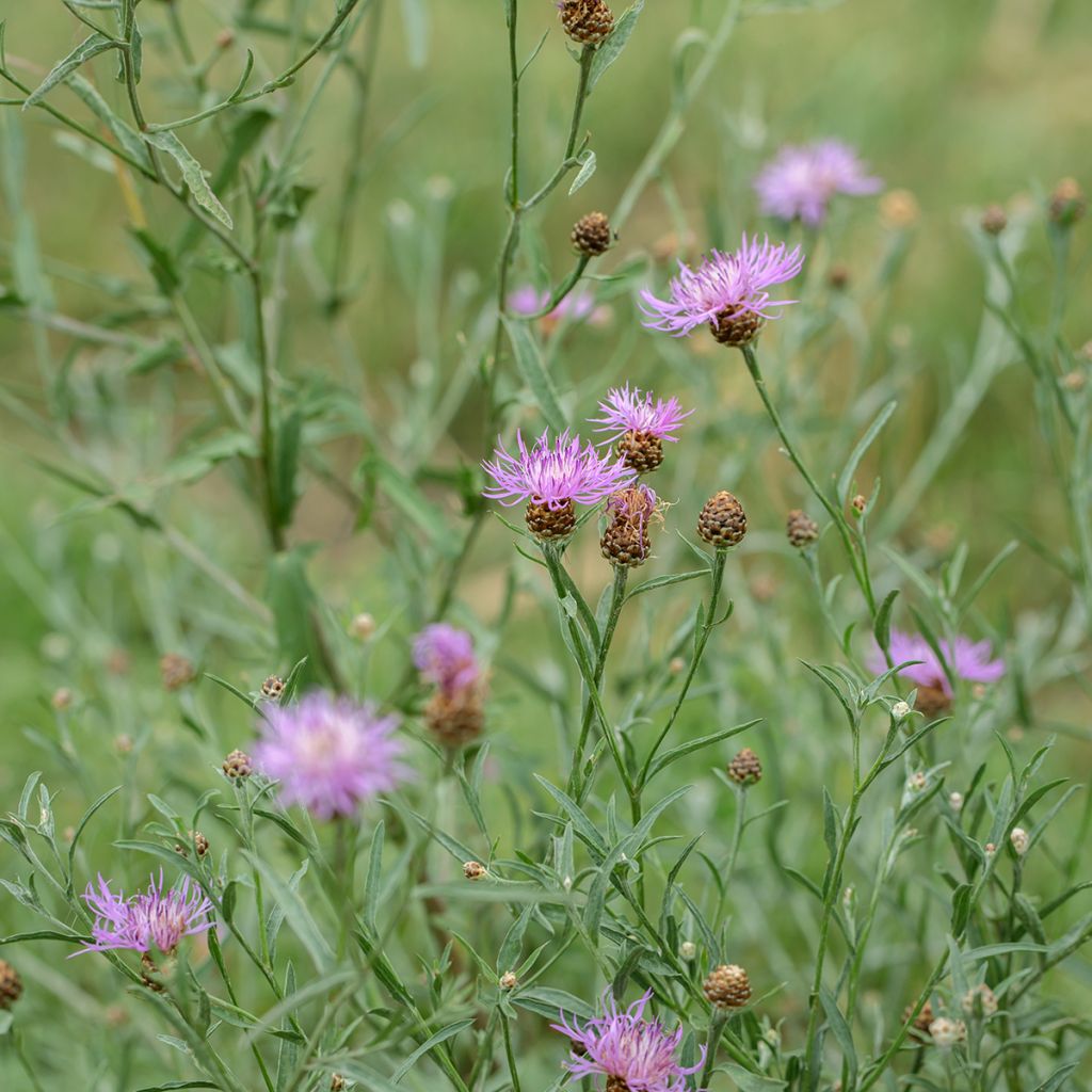 Ahdekaunokki (siemenet) - Centaurea jacea