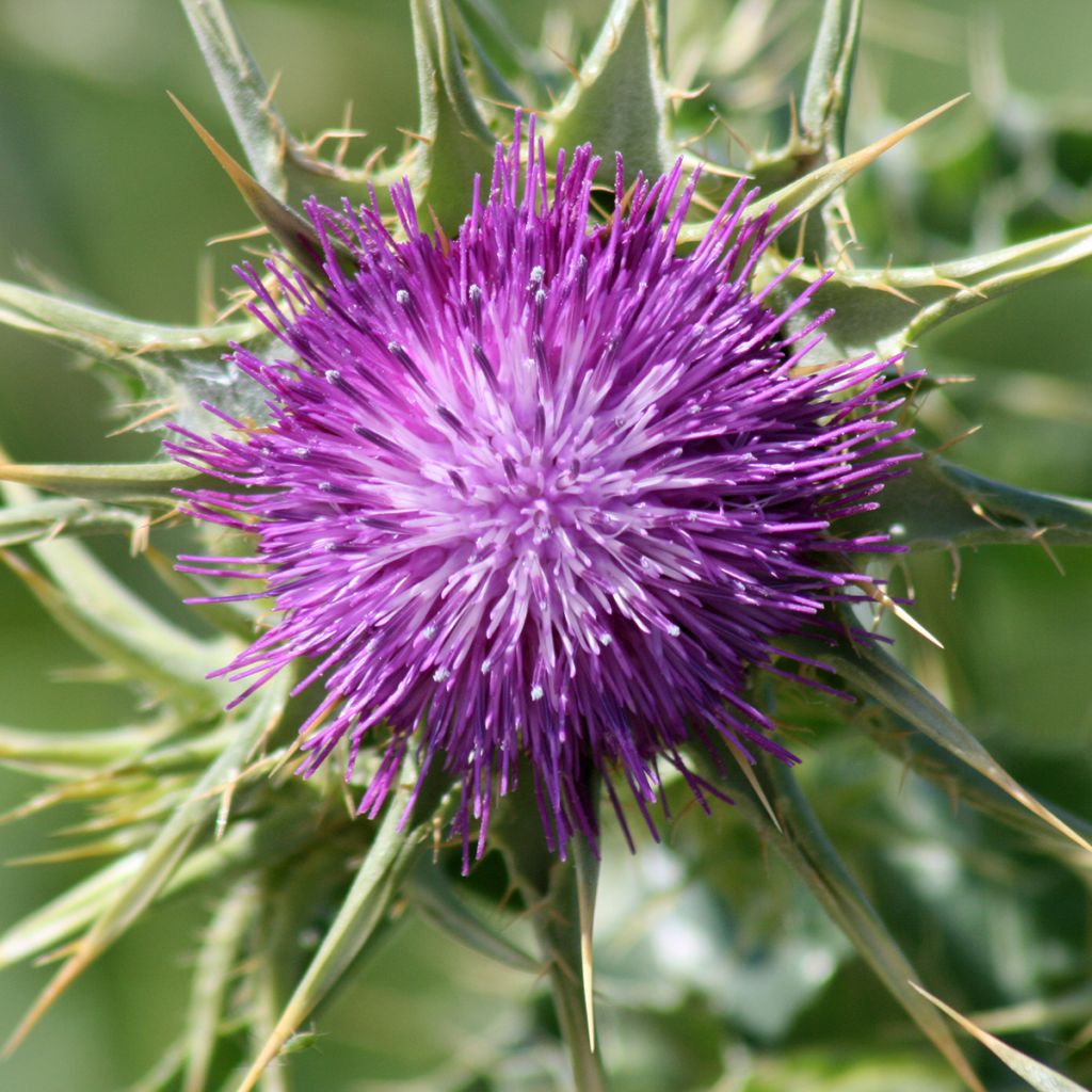 Maarianohdake (siemenet) - Silybum marianum