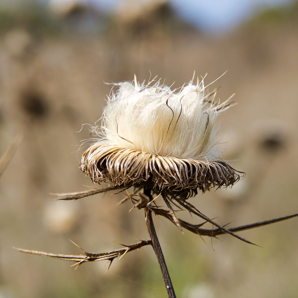 Maarianohdake (siemenet) - Silybum marianum