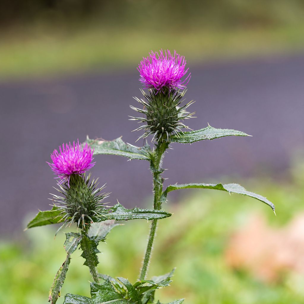 Maarianohdake (siemenet) - Silybum marianum