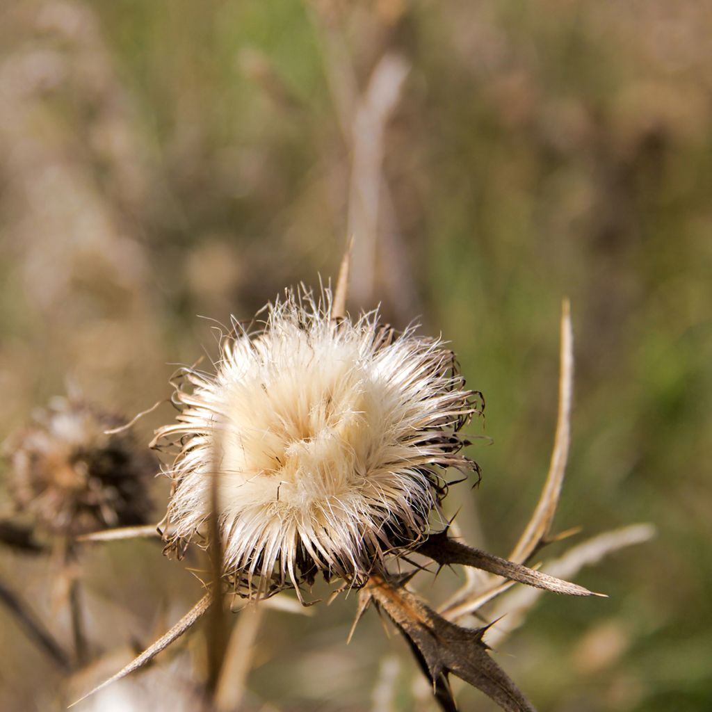 Maarianohdake (siemenet) - Silybum marianum