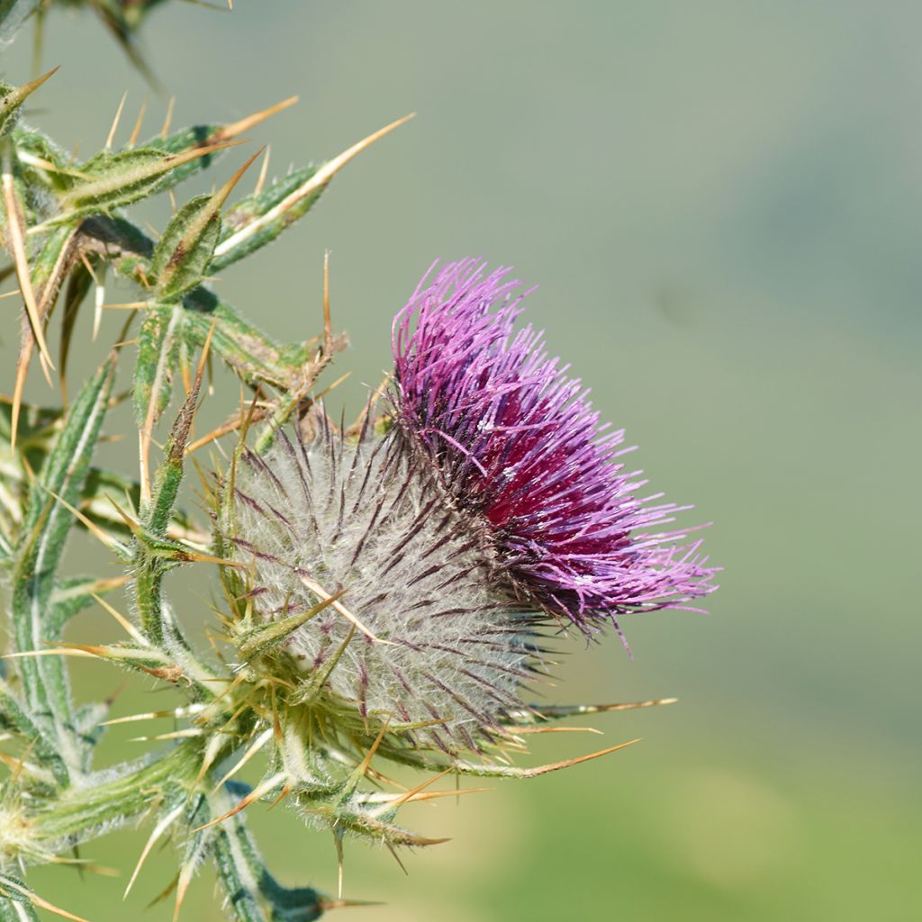 Maarianohdake (siemenet) - Silybum marianum