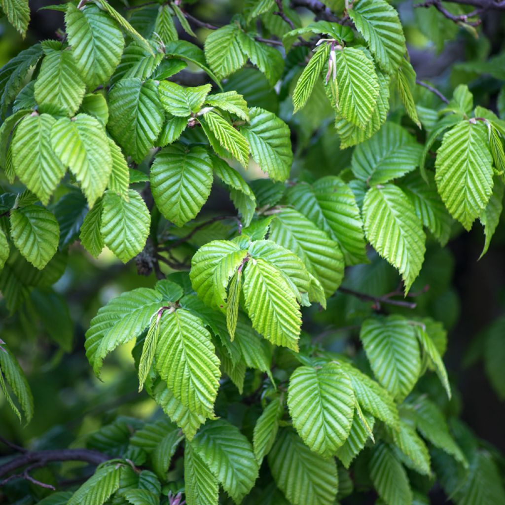 Valkopyökki (siemenet) - Carpinus betulus