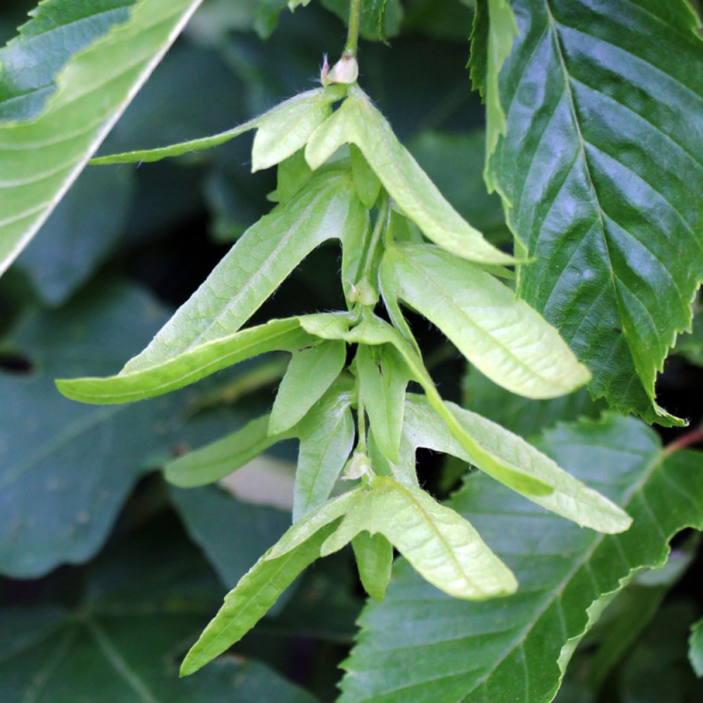 Valkopyökki (siemenet) - Carpinus betulus