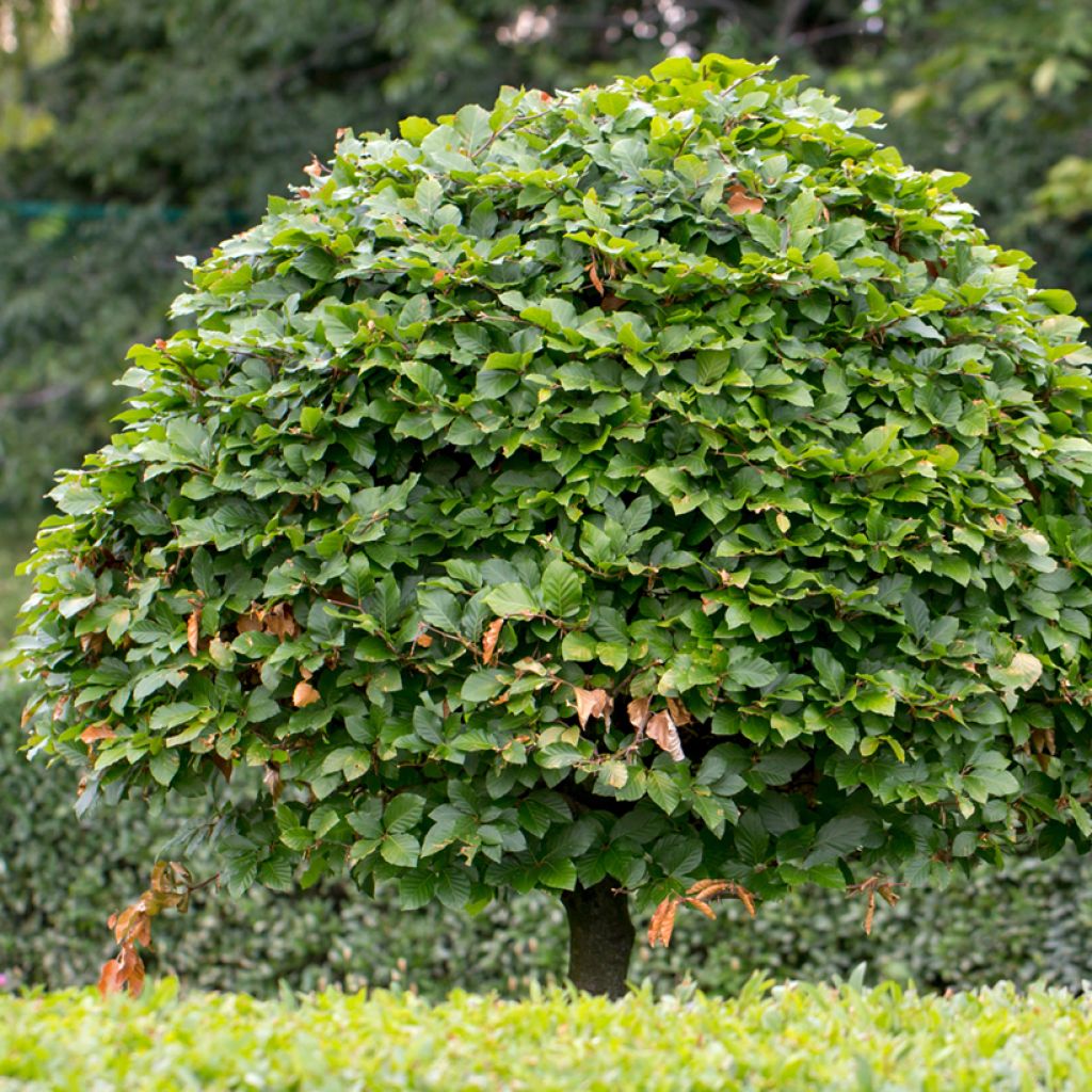 Valkopyökki (siemenet) - Carpinus betulus