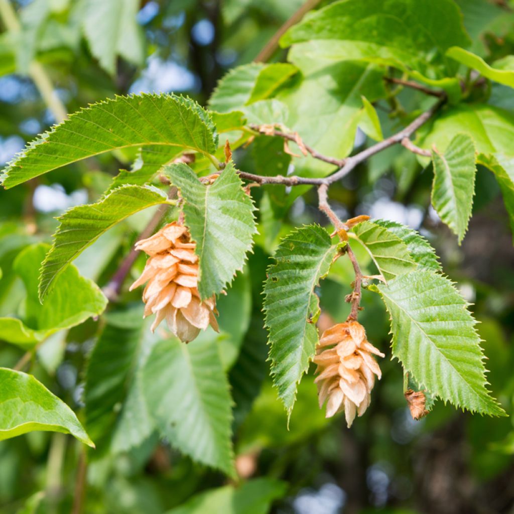 Valkopyökki (siemenet) - Carpinus betulus
