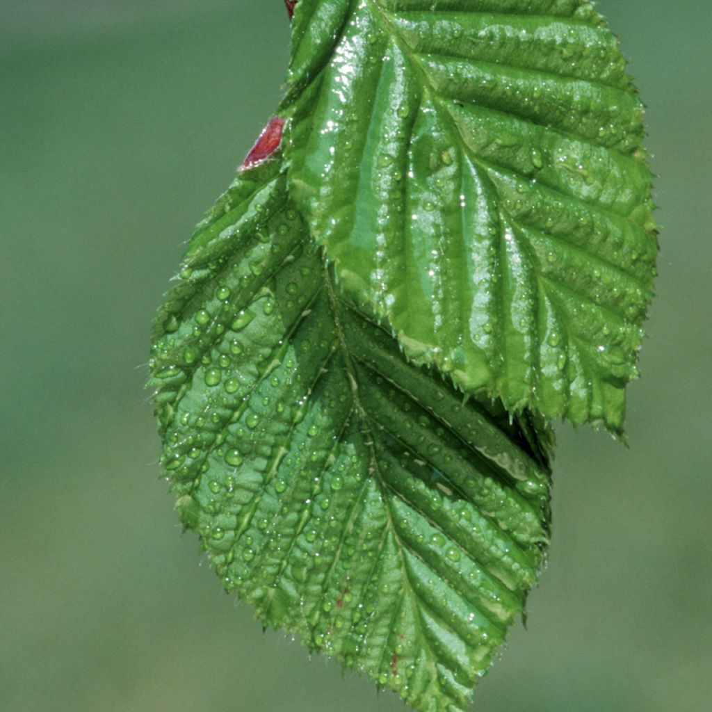 Valkopyökki (siemenet) - Carpinus betulus