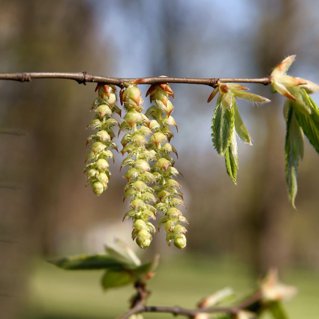 Valkopyökki (siemenet) - Carpinus betulus