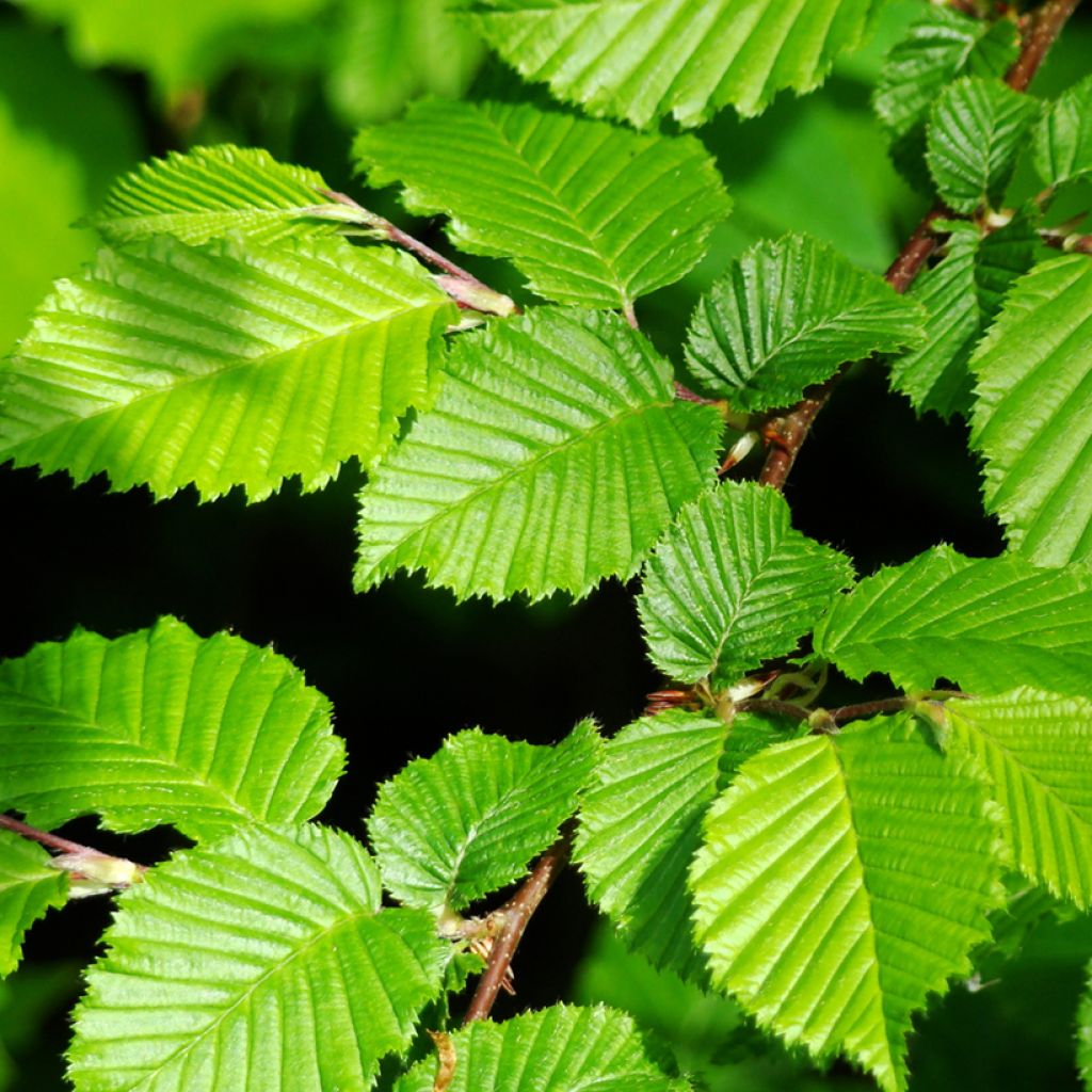 Valkopyökki (siemenet) - Carpinus betulus