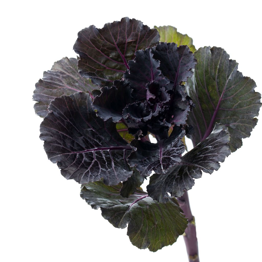 Koristekaali Black Leaf F1 (siemenet)