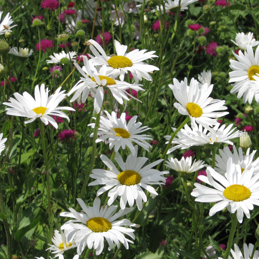Peikonkakkara Snow Daisy (siemenet)