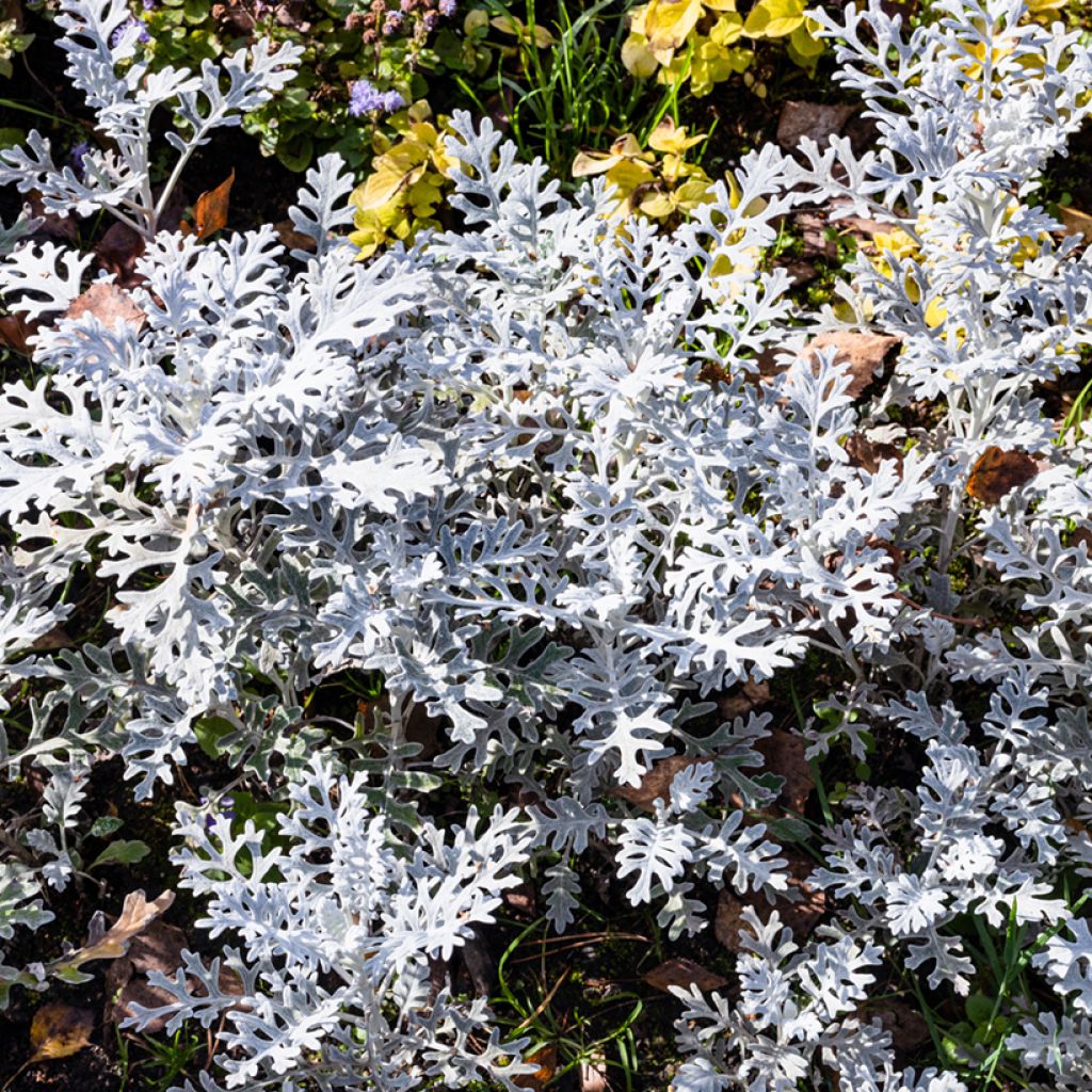 Hopeavillakko Silver Dust (siemenet)