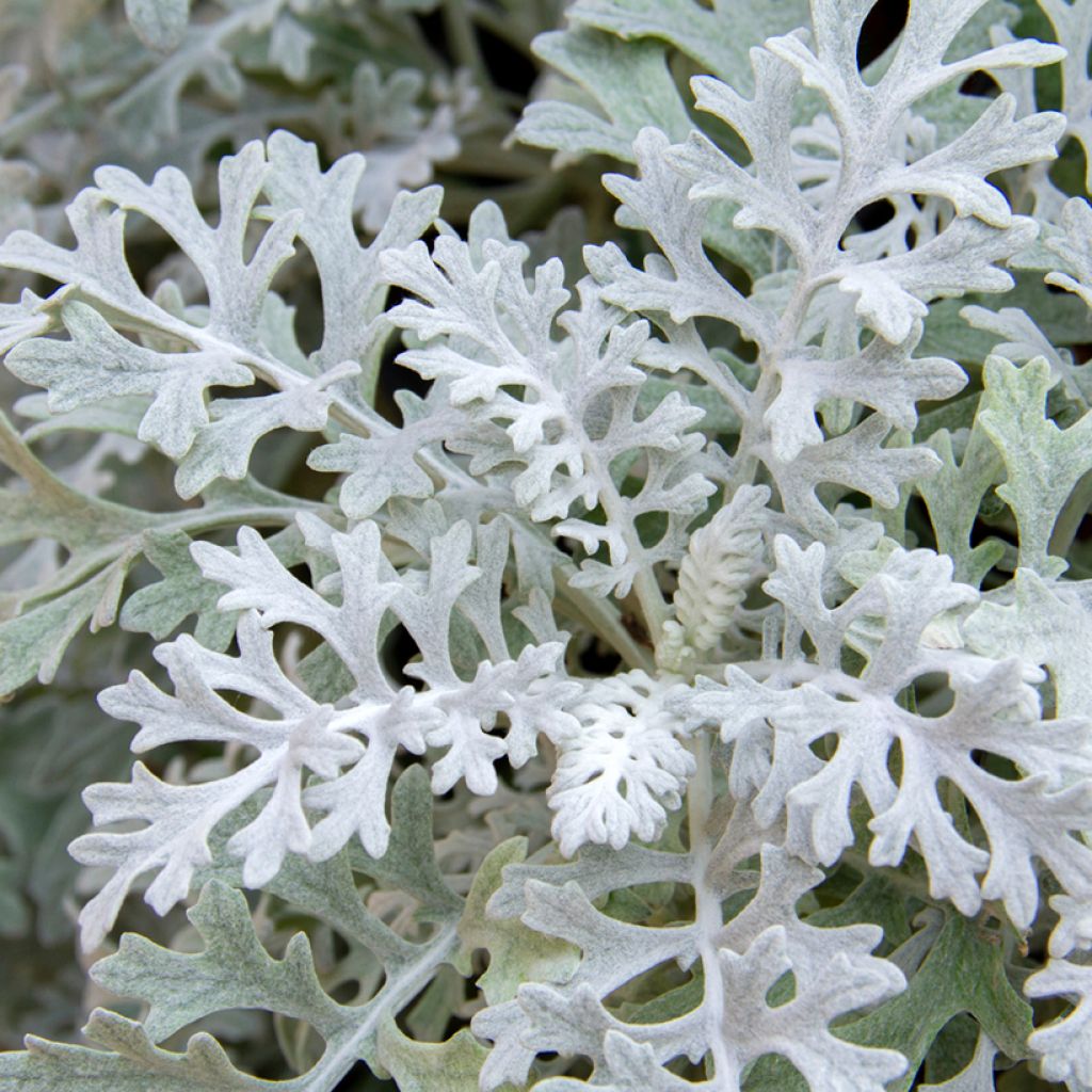 Hopeavillakko Silver Dust (siemenet)