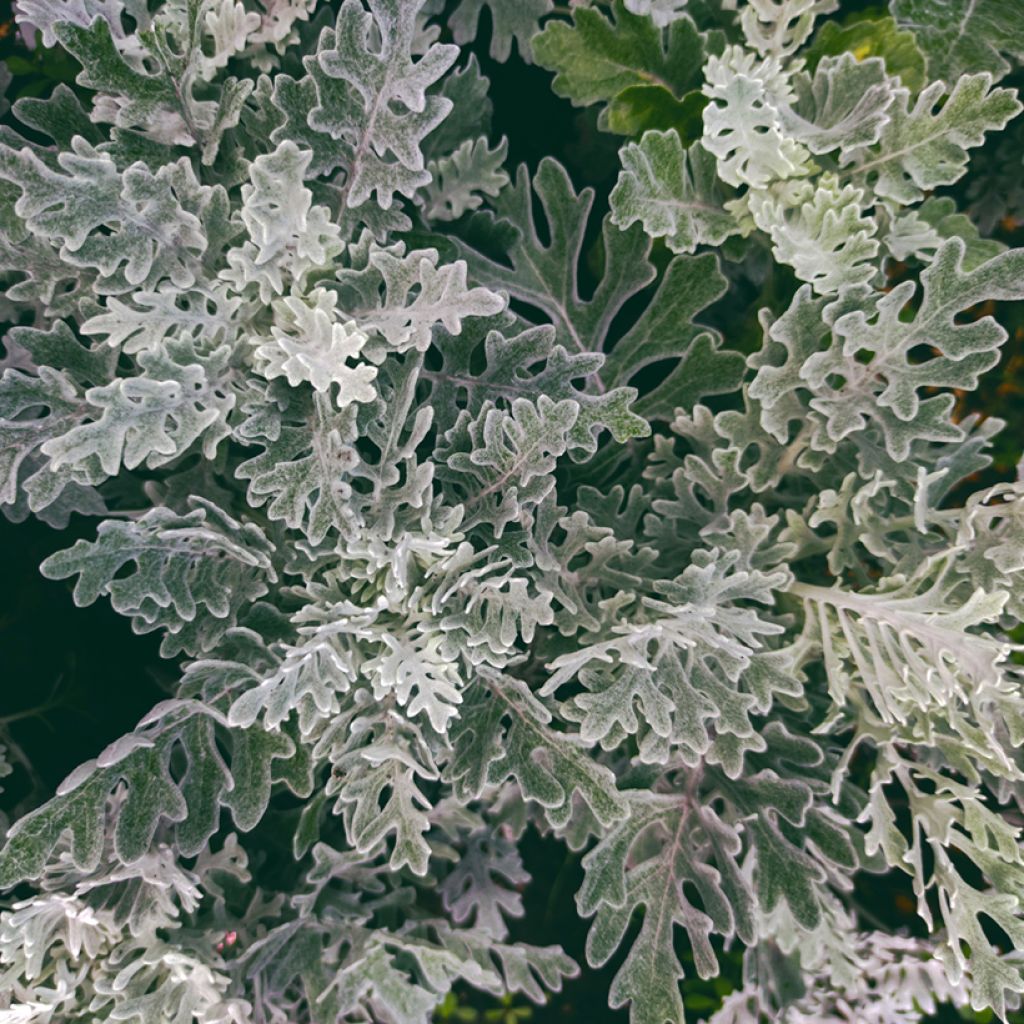 Hopeavillakko Silver Dust (siemenet)