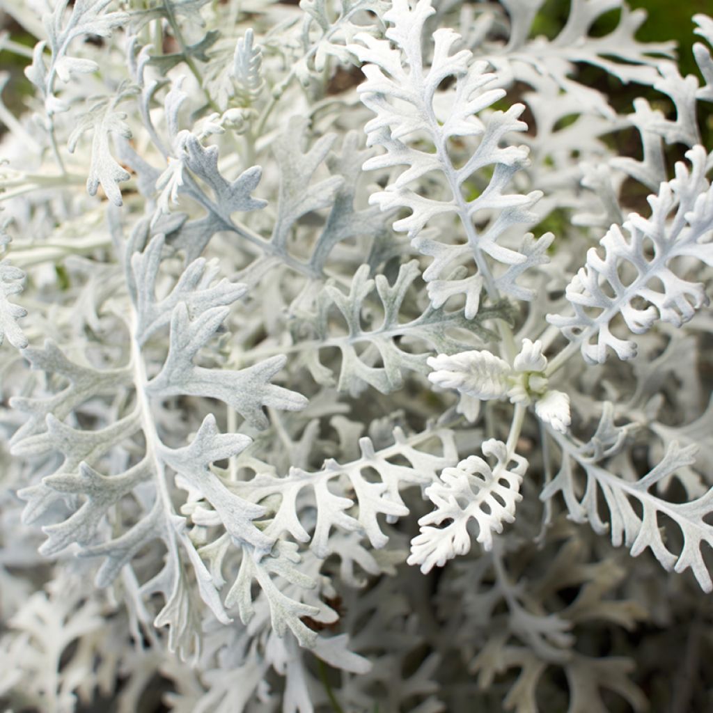 Hopeavillakko Silver Dust (siemenet)