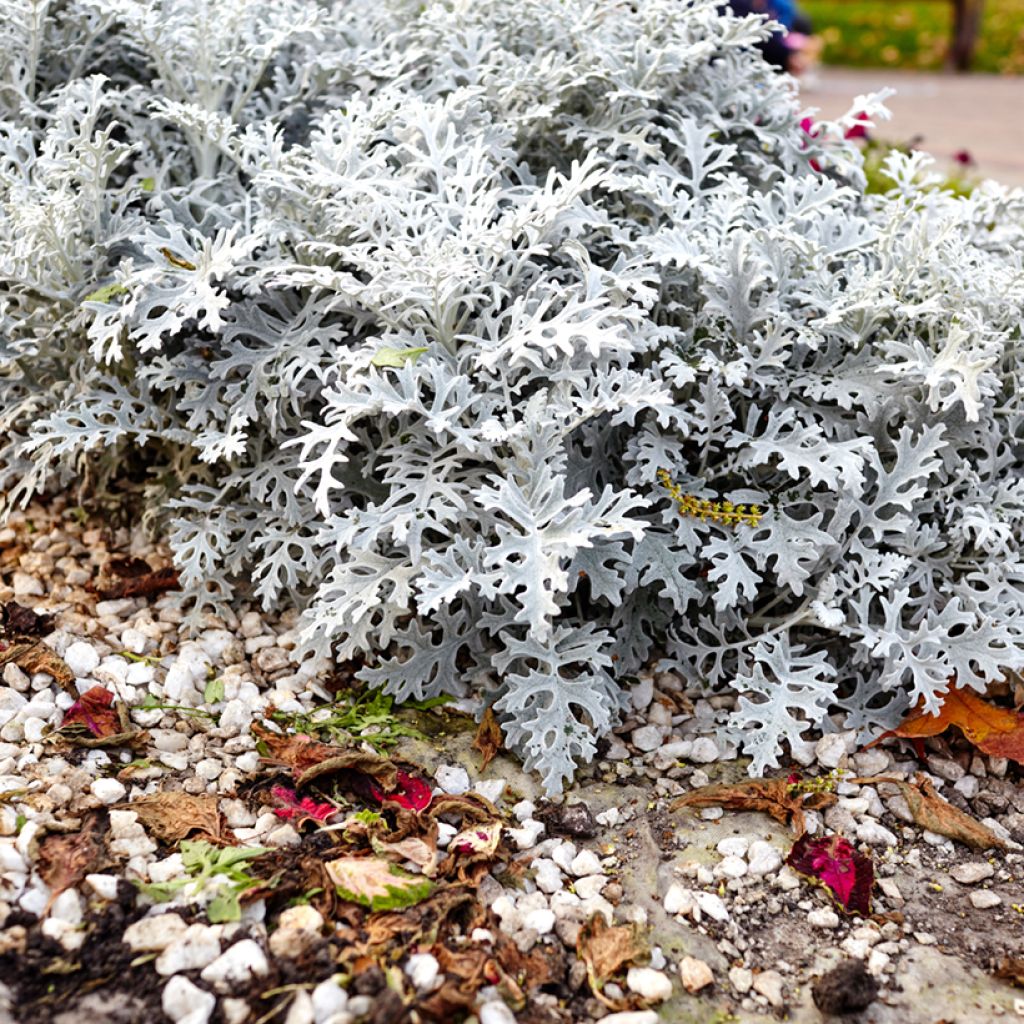 Hopeavillakko Silver Dust (siemenet)