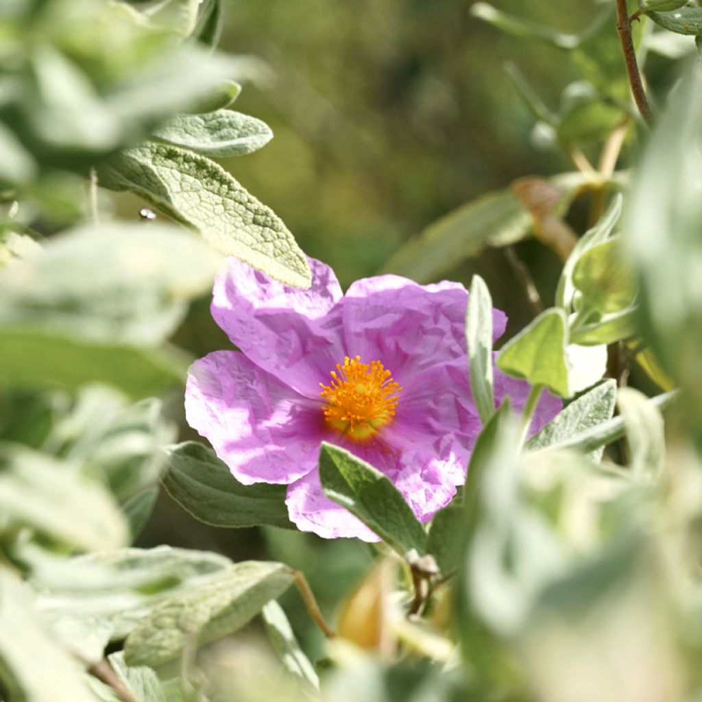 Ruusukistus (siemenet) - Cistus albidus