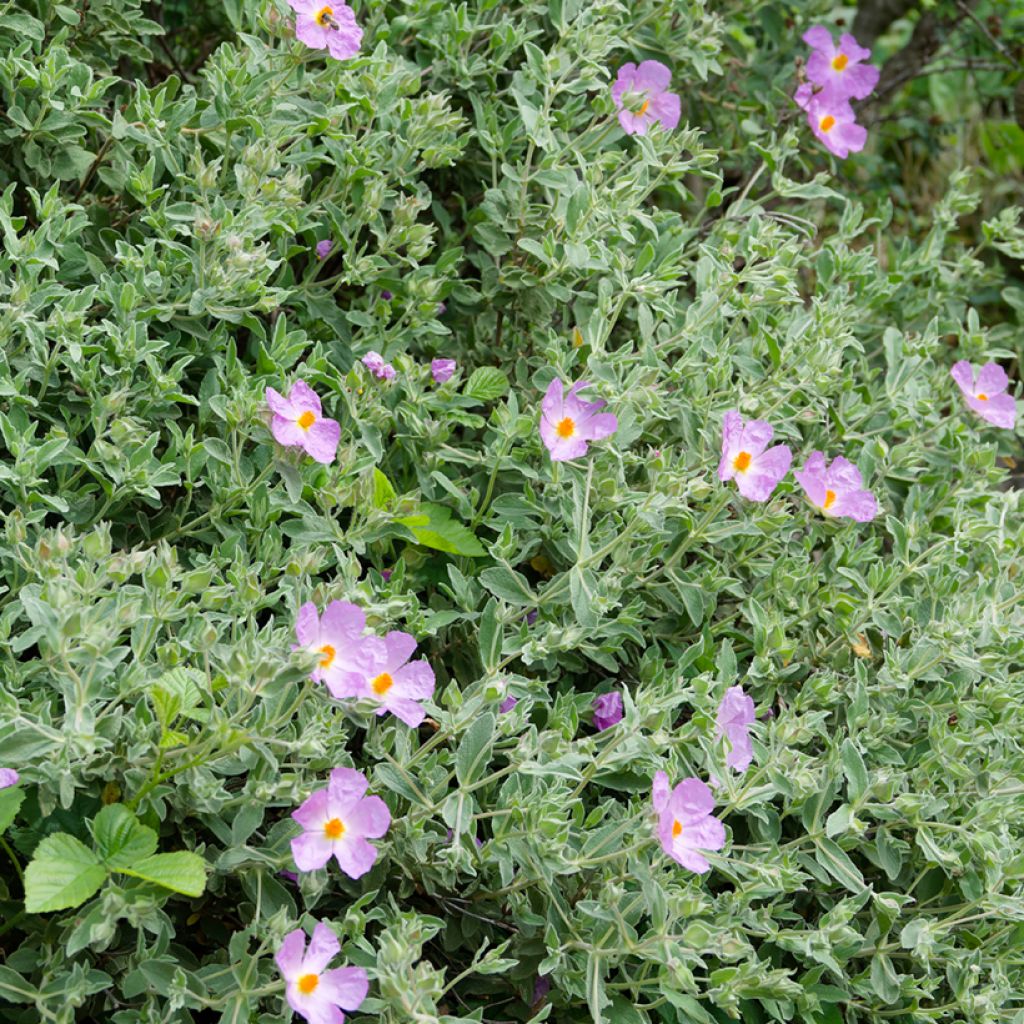 Ruusukistus (siemenet) - Cistus albidus