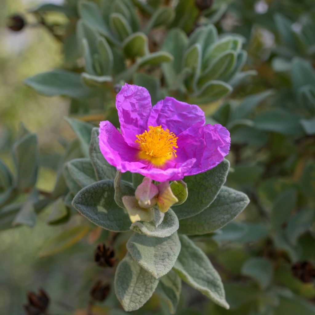 Ruusukistus (siemenet) - Cistus albidus