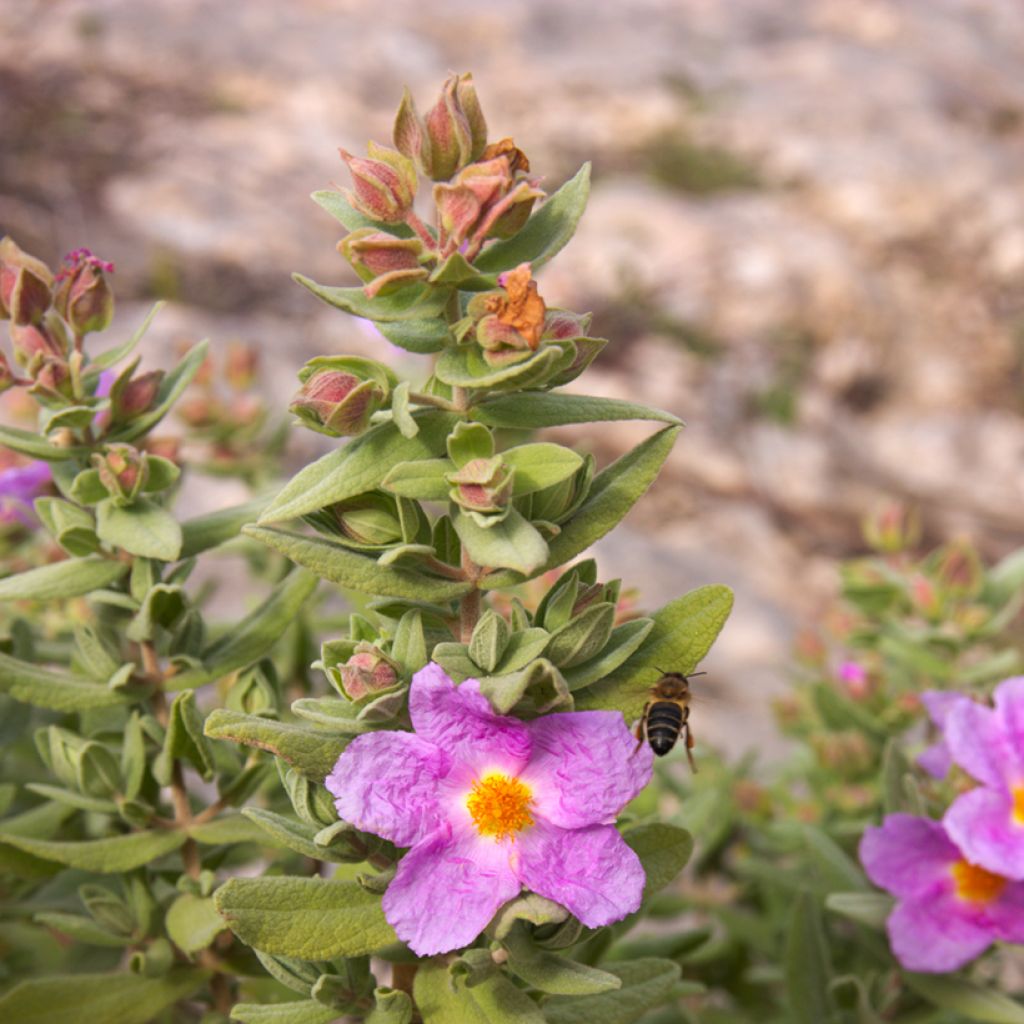 Ruusukistus (siemenet) - Cistus albidus