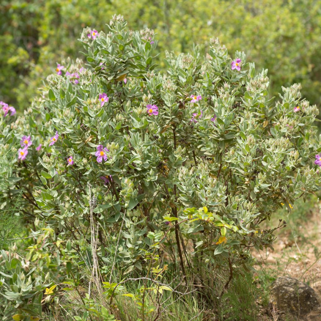 Ruusukistus (siemenet) - Cistus albidus