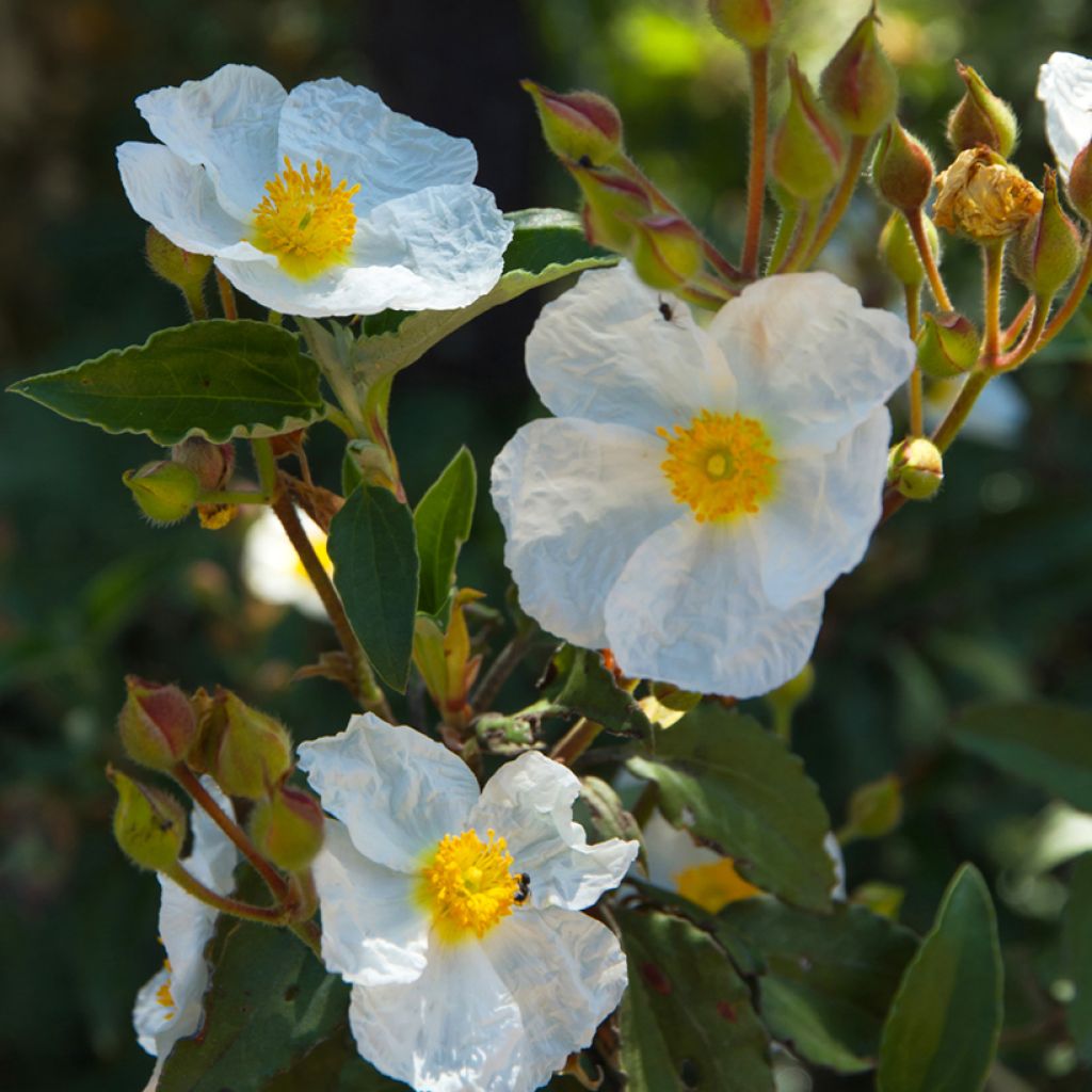 Laakerikistus (siemenet) - Cistus laurifolius