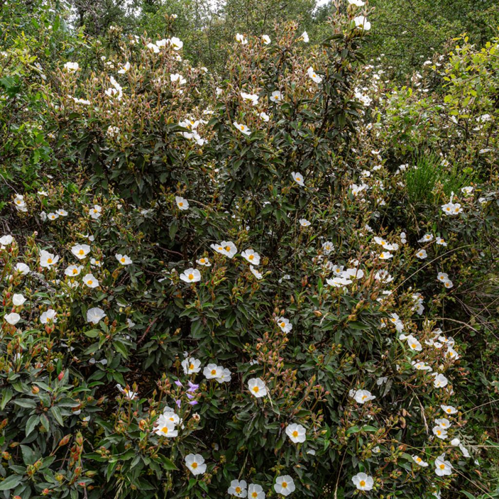 Laakerikistus (siemenet) - Cistus laurifolius