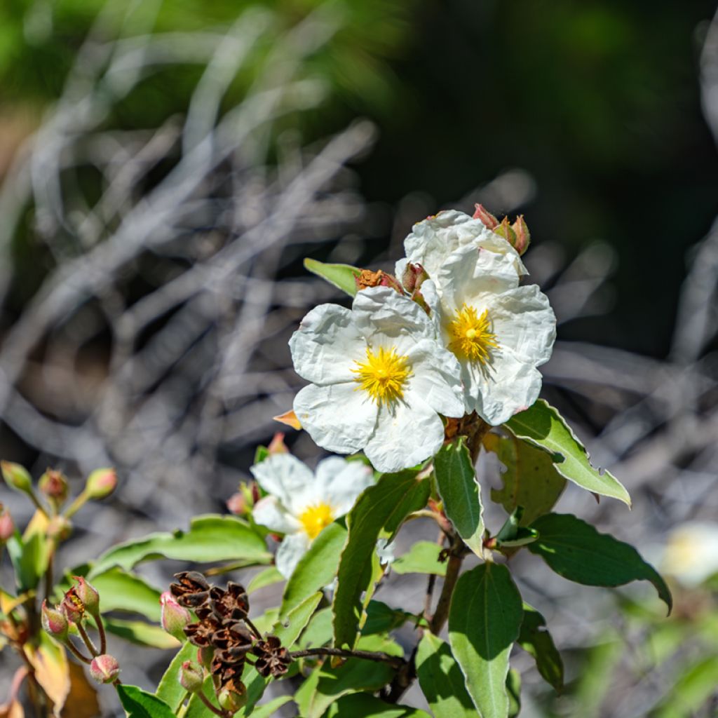 Laakerikistus (siemenet) - Cistus laurifolius