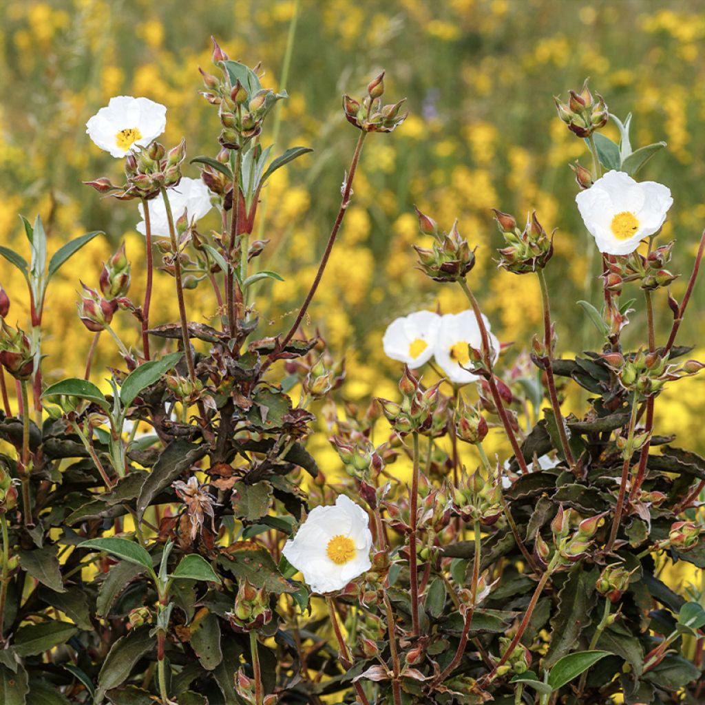 Laakerikistus (siemenet) - Cistus laurifolius