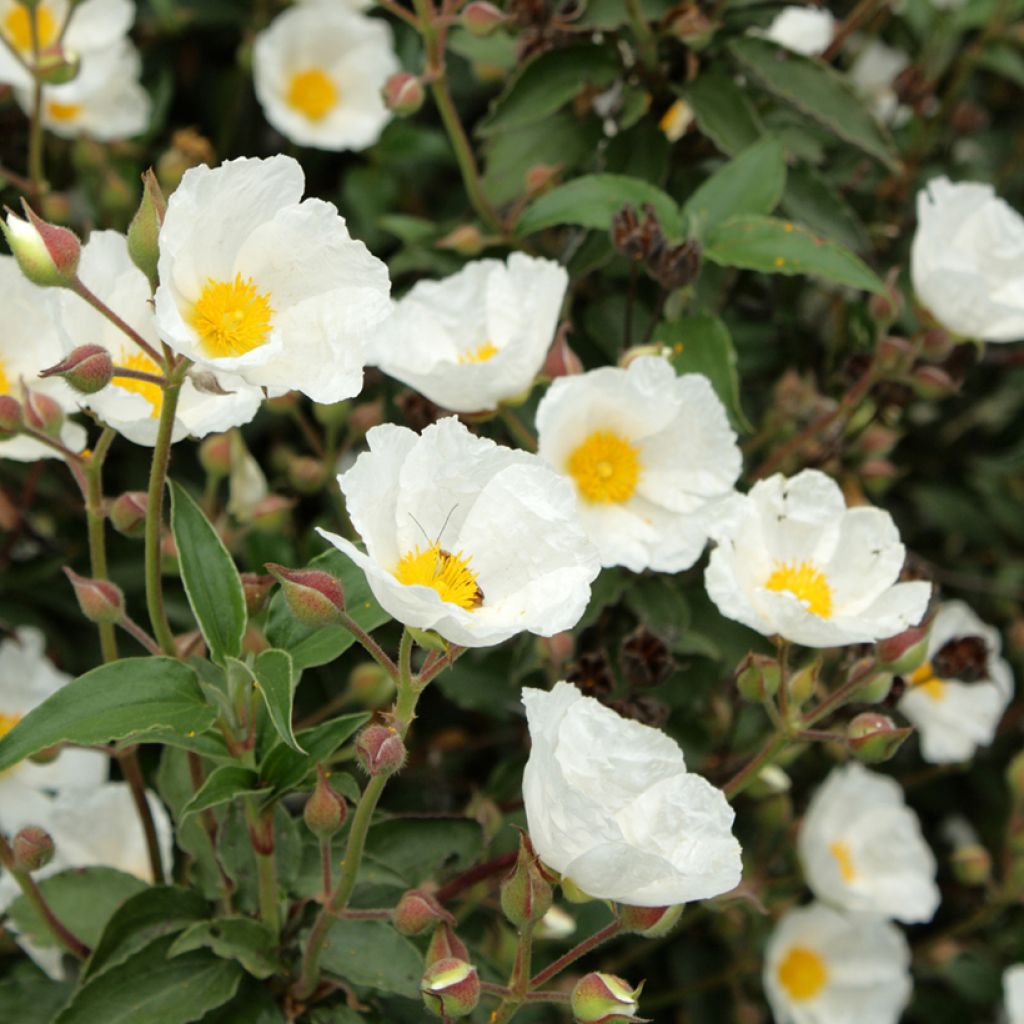 Laakerikistus (siemenet) - Cistus laurifolius