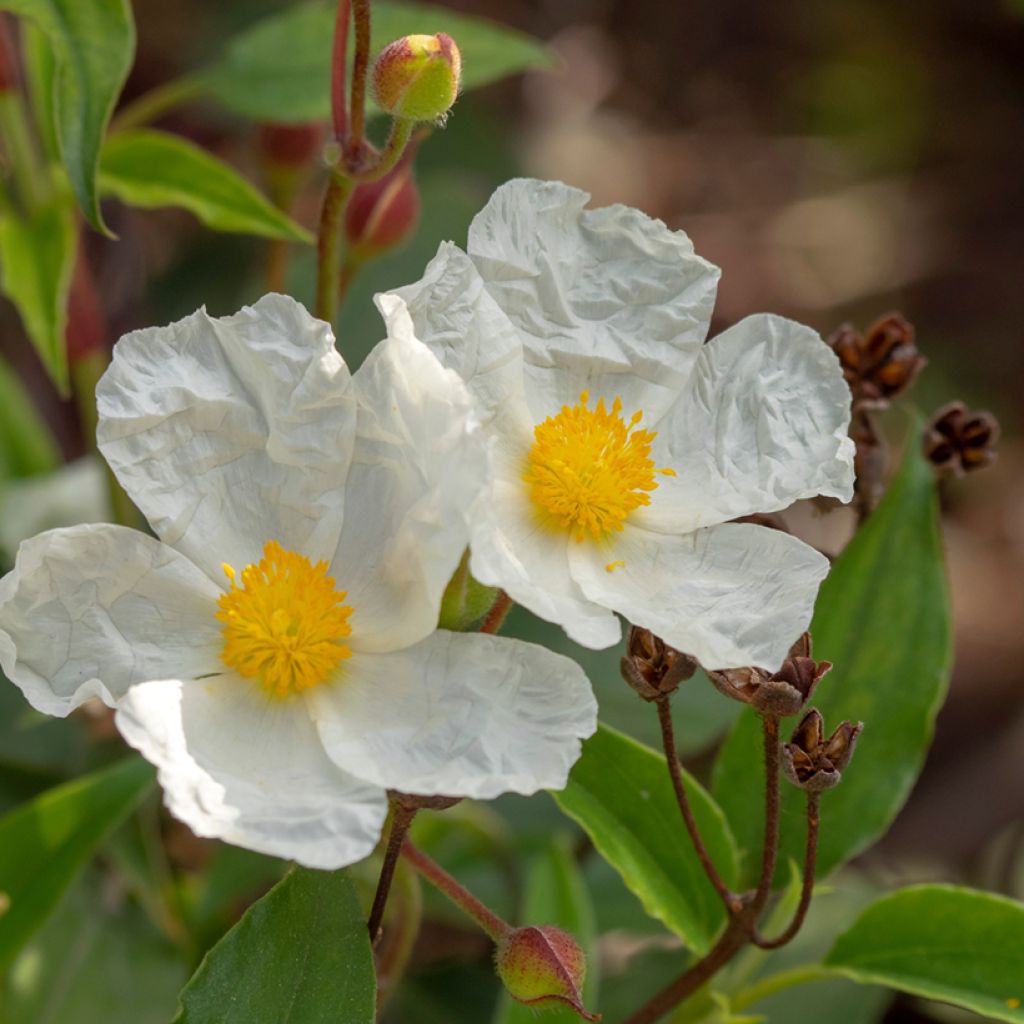 Laakerikistus (siemenet) - Cistus laurifolius