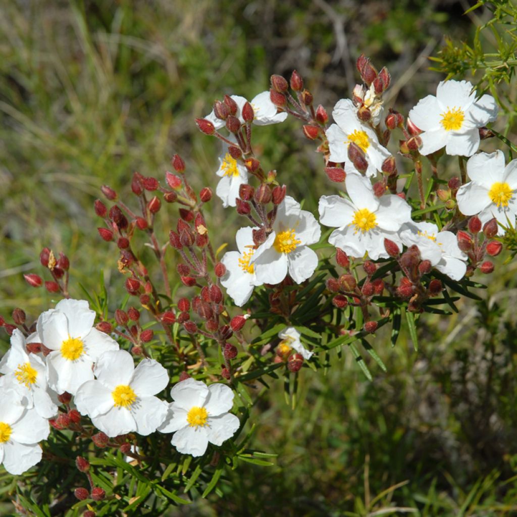 Kaitakistus (siemenet) - Cistus monspeliensis