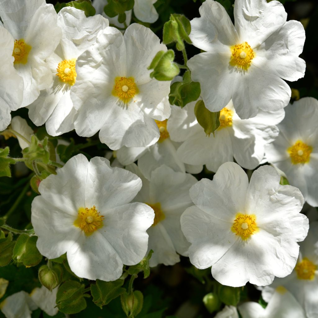Kaitakistus (siemenet) - Cistus monspeliensis
