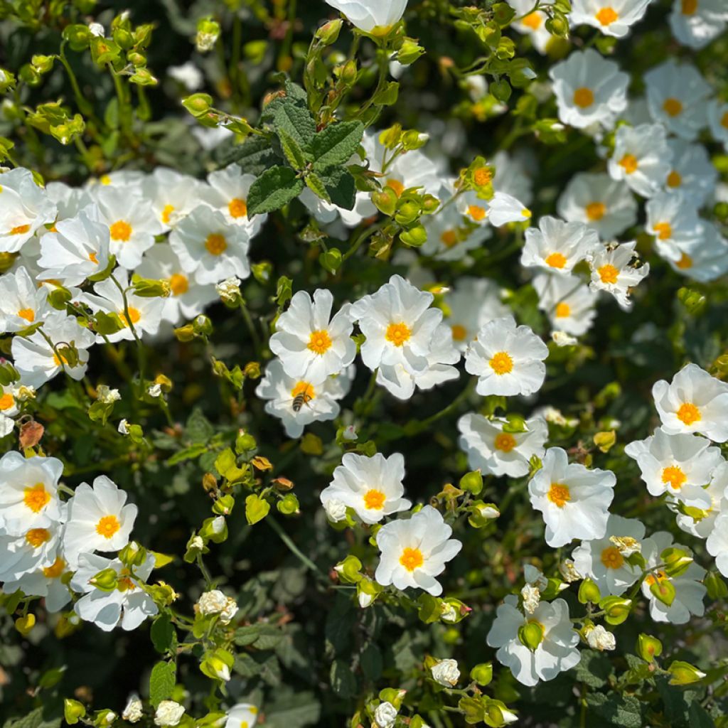 Kaitakistus (siemenet) - Cistus monspeliensis