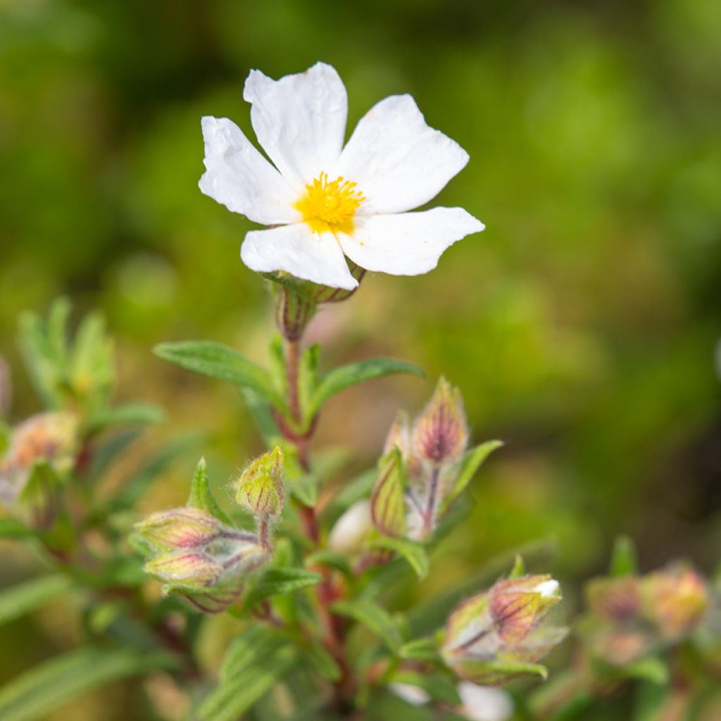 Kaitakistus (siemenet) - Cistus monspeliensis