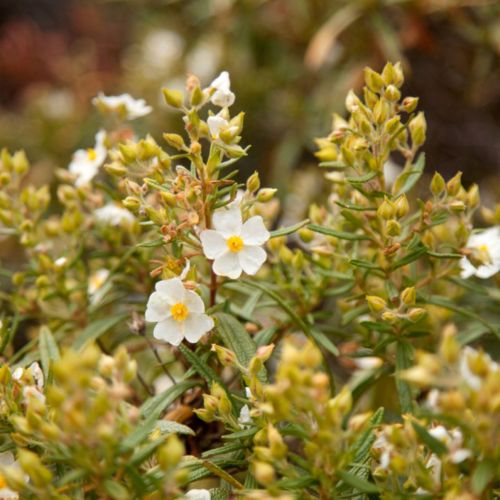 Kaitakistus (siemenet) - Cistus monspeliensis