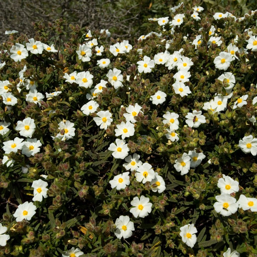 Kaitakistus (siemenet) - Cistus monspeliensis