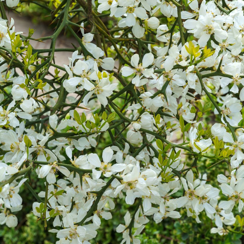 Kiinansormisitrus (siemenet) - Poncirus trifoliata