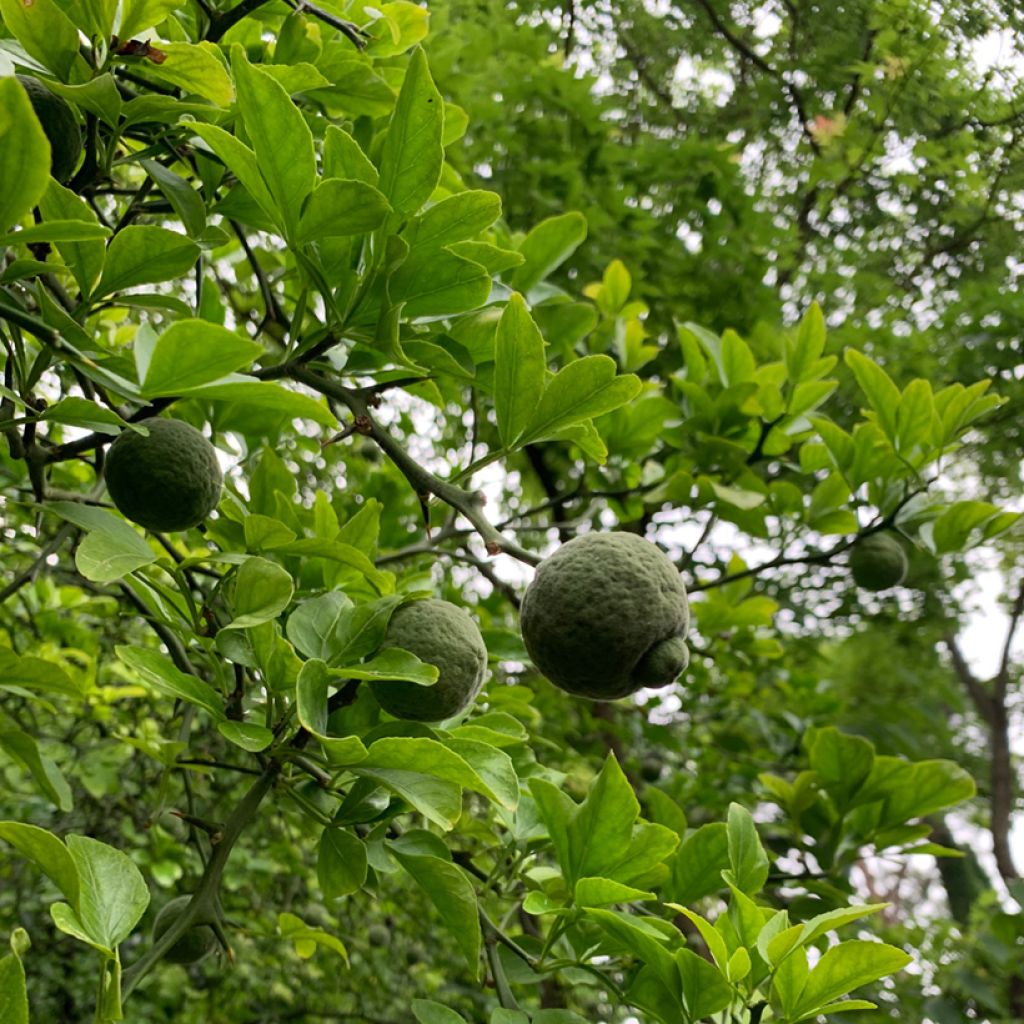 Kiinansormisitrus (siemenet) - Poncirus trifoliata