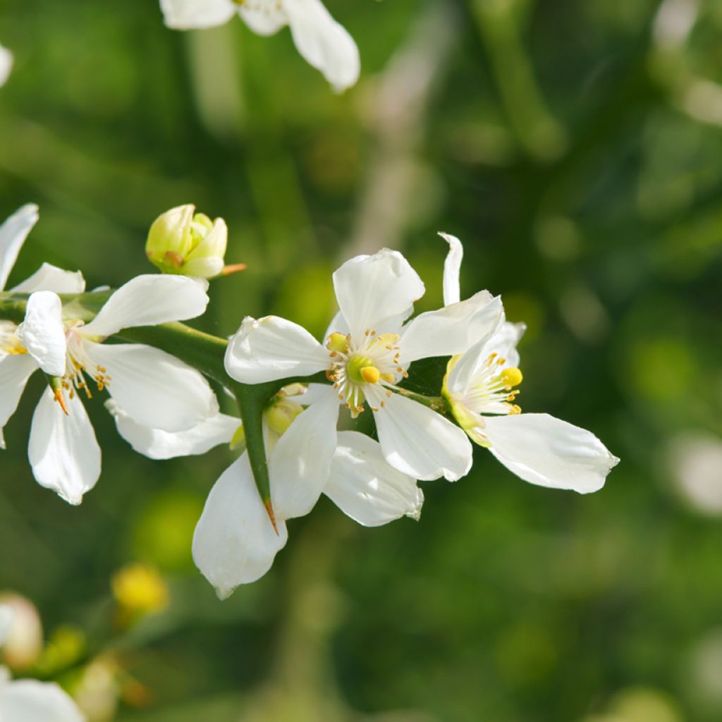 Kiinansormisitrus (siemenet) - Poncirus trifoliata