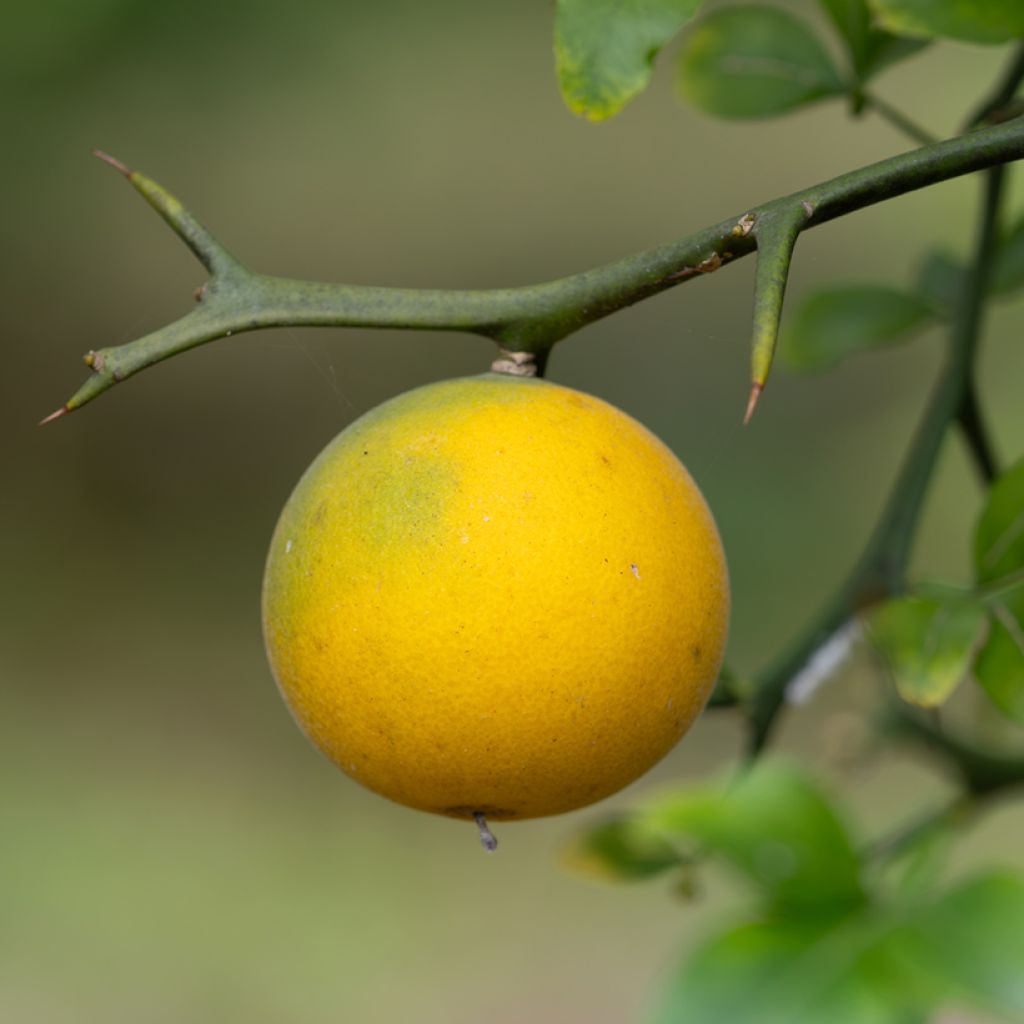 Kiinansormisitrus (siemenet) - Poncirus trifoliata