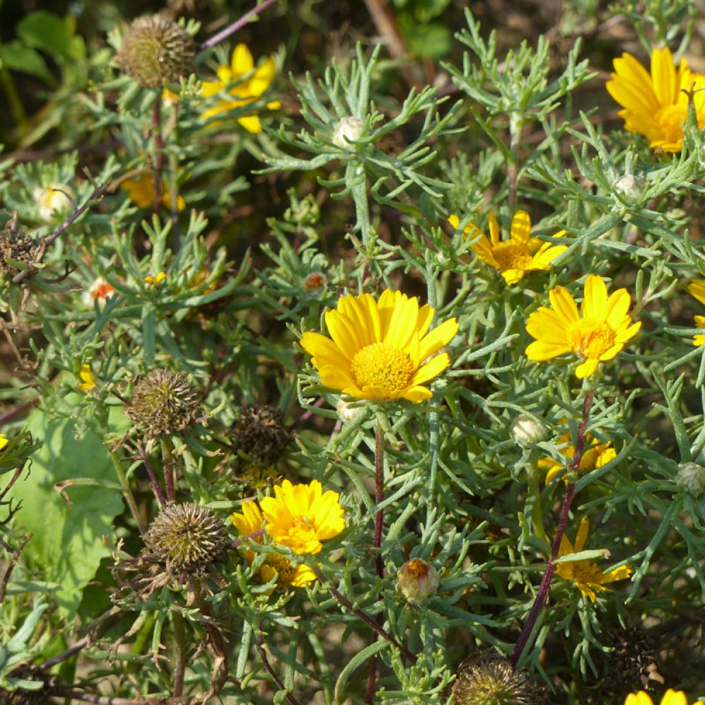 Cladanthus arabicus Golden Crown (siemenet)