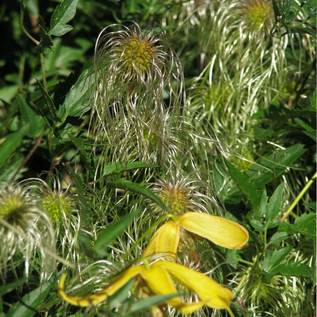 Graines de Clématite tangutica Helios