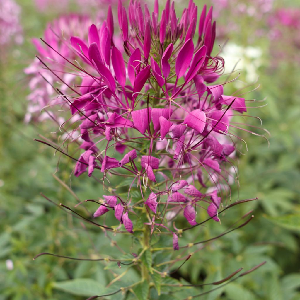 Otahämähäkkikukka Violet Queen (siemenet)