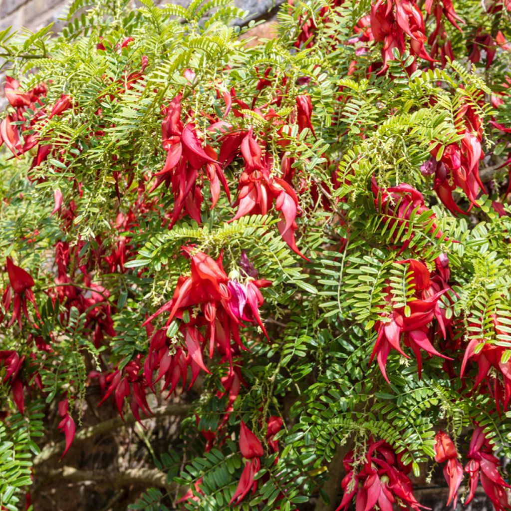 Papukaijannokka (siemenet) - Clianthus puniceus