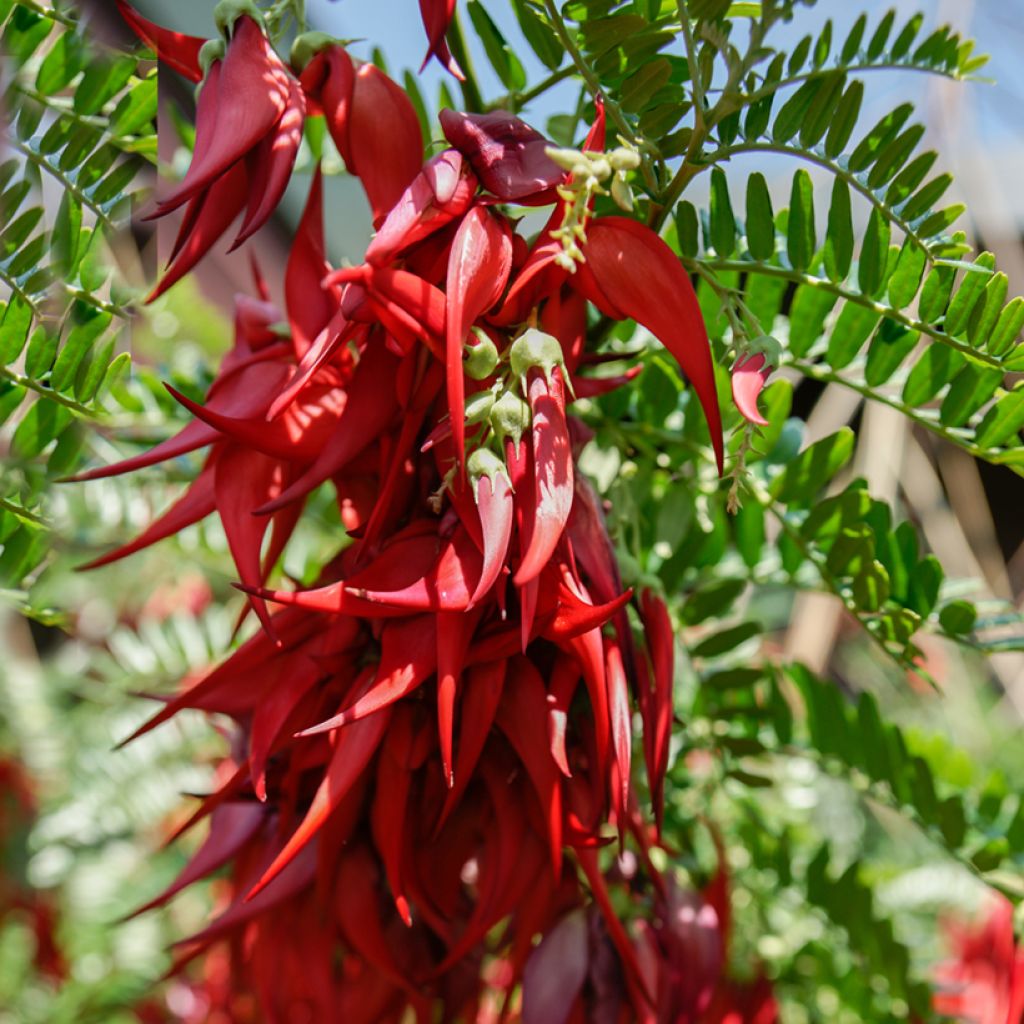 Papukaijannokka (siemenet) - Clianthus puniceus